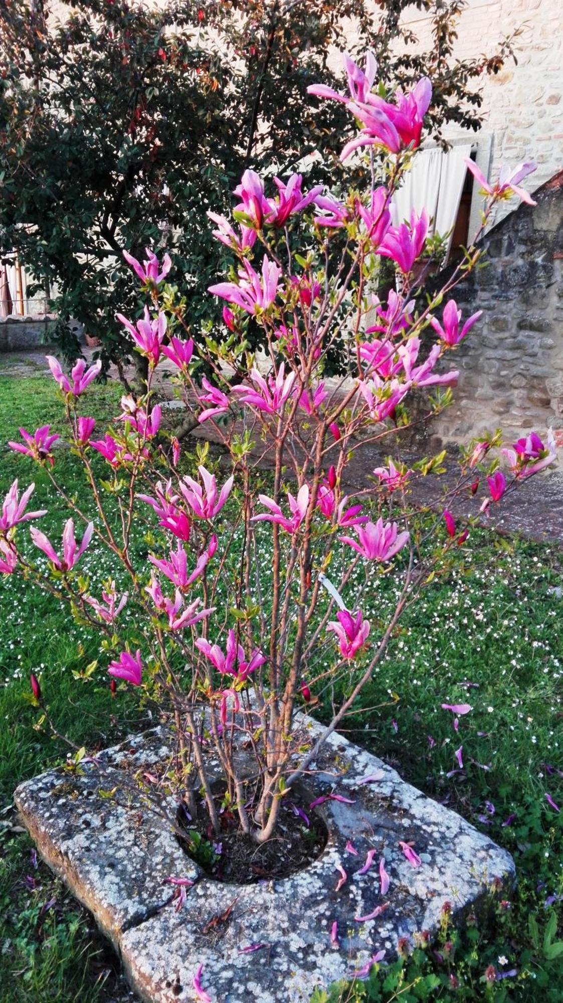 Il Gelso Appartement Cortona Buitenkant foto